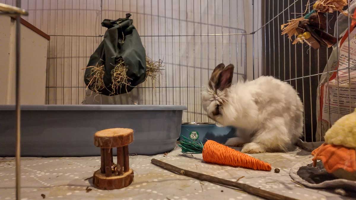 bunny in their pen