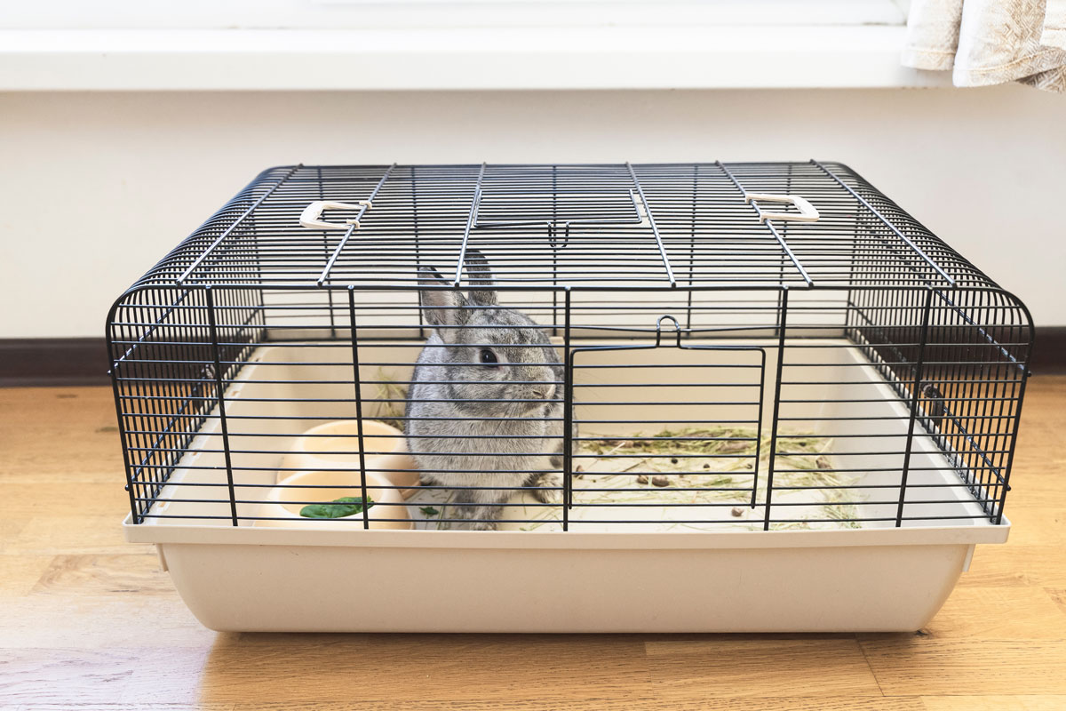 bunny in a very small cage