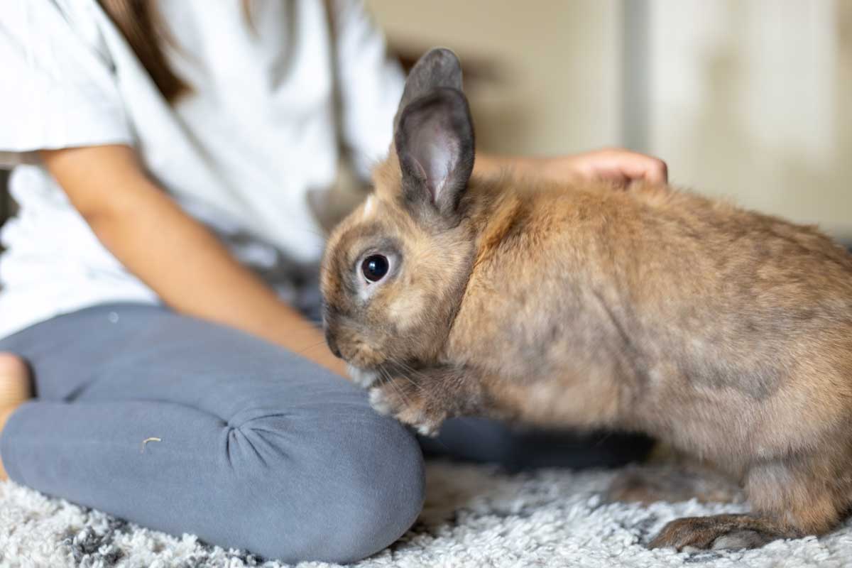 with its front feet on someone's leg