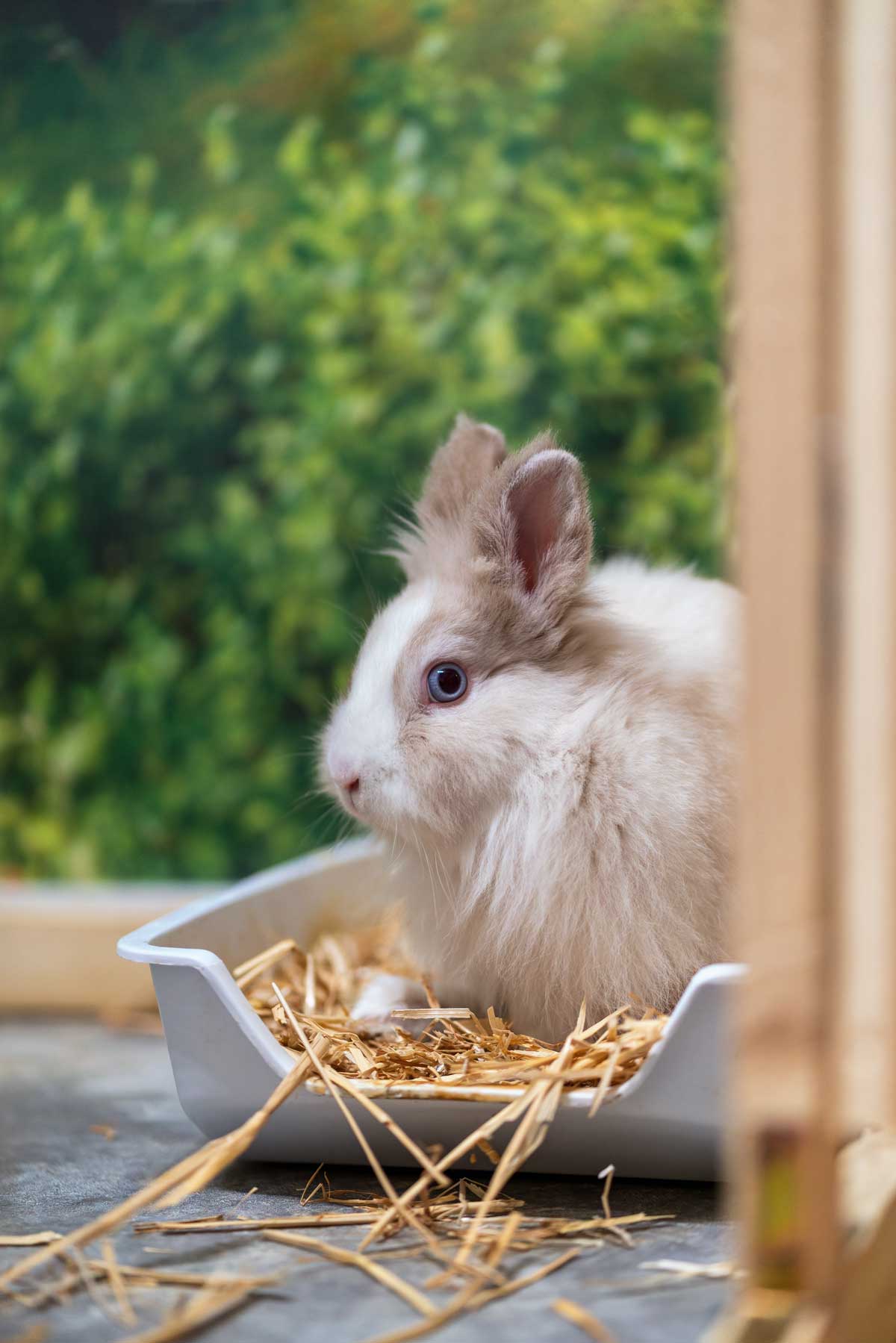 bunny in litter box