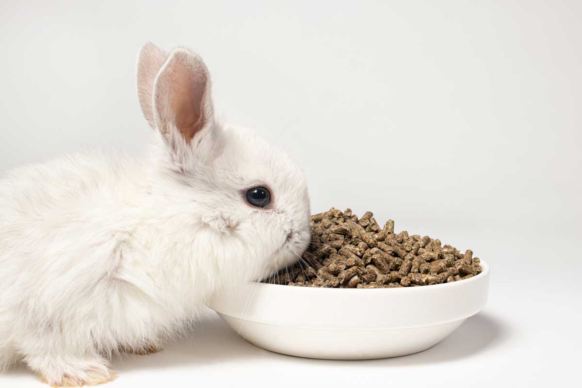 bunny food pellets